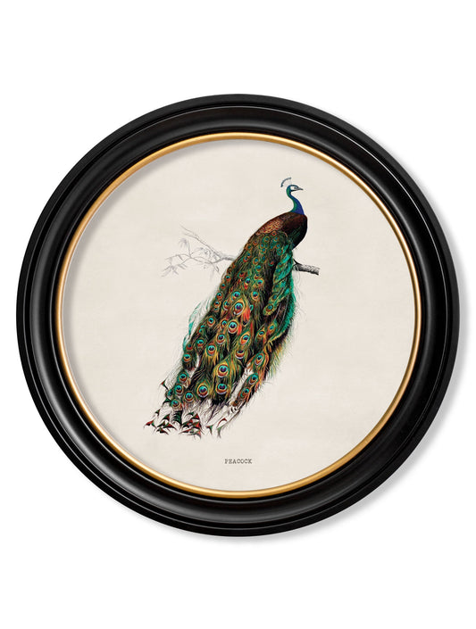 c.1847 Peacock in Round Frame in size 44 x 44 cm - glass-fronted framed wall art print with solid wood frame, luxury wall art for sophisticated spaces