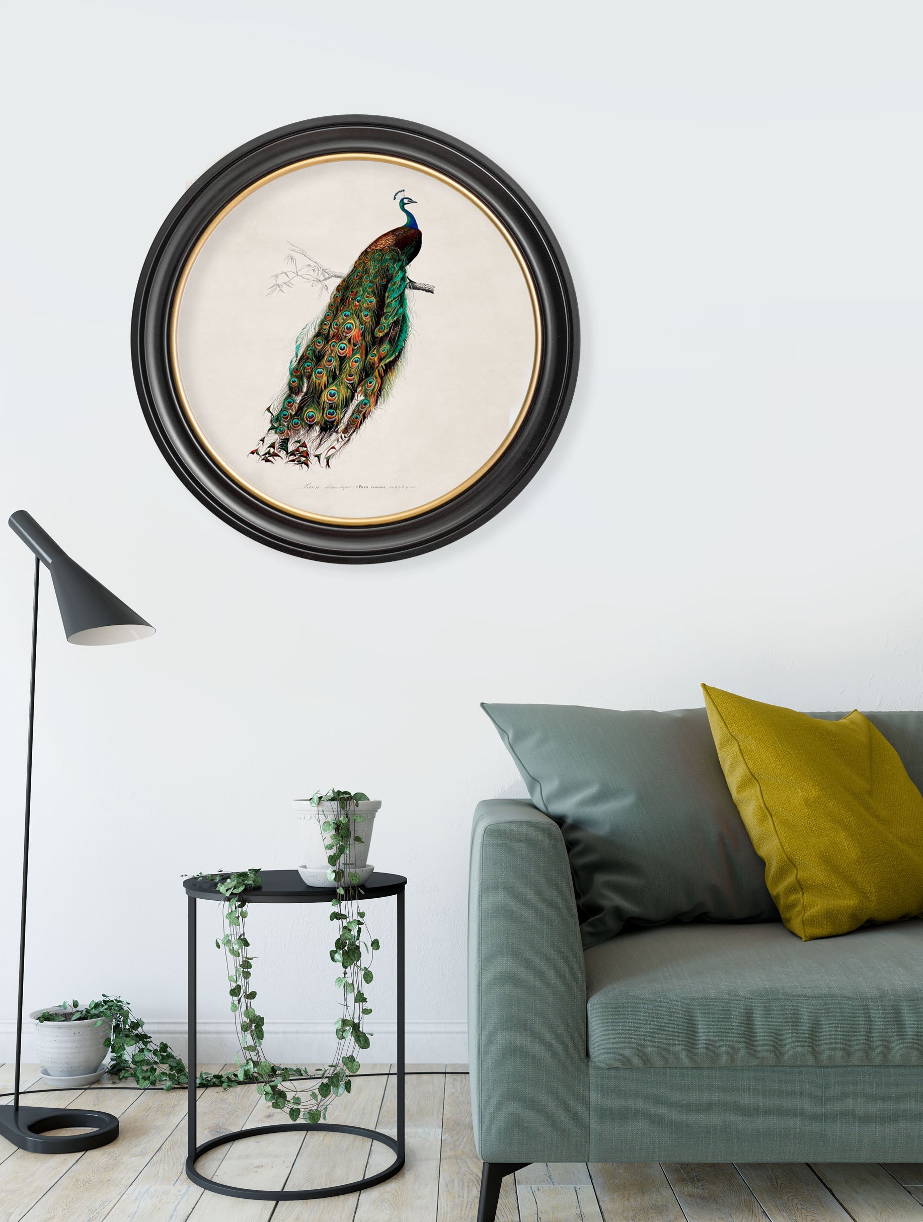 c 1847 peacock in round frame in size 96 x 96cm - glass-fronted framed wall art print with solid wood frame, ideal for modern interiors