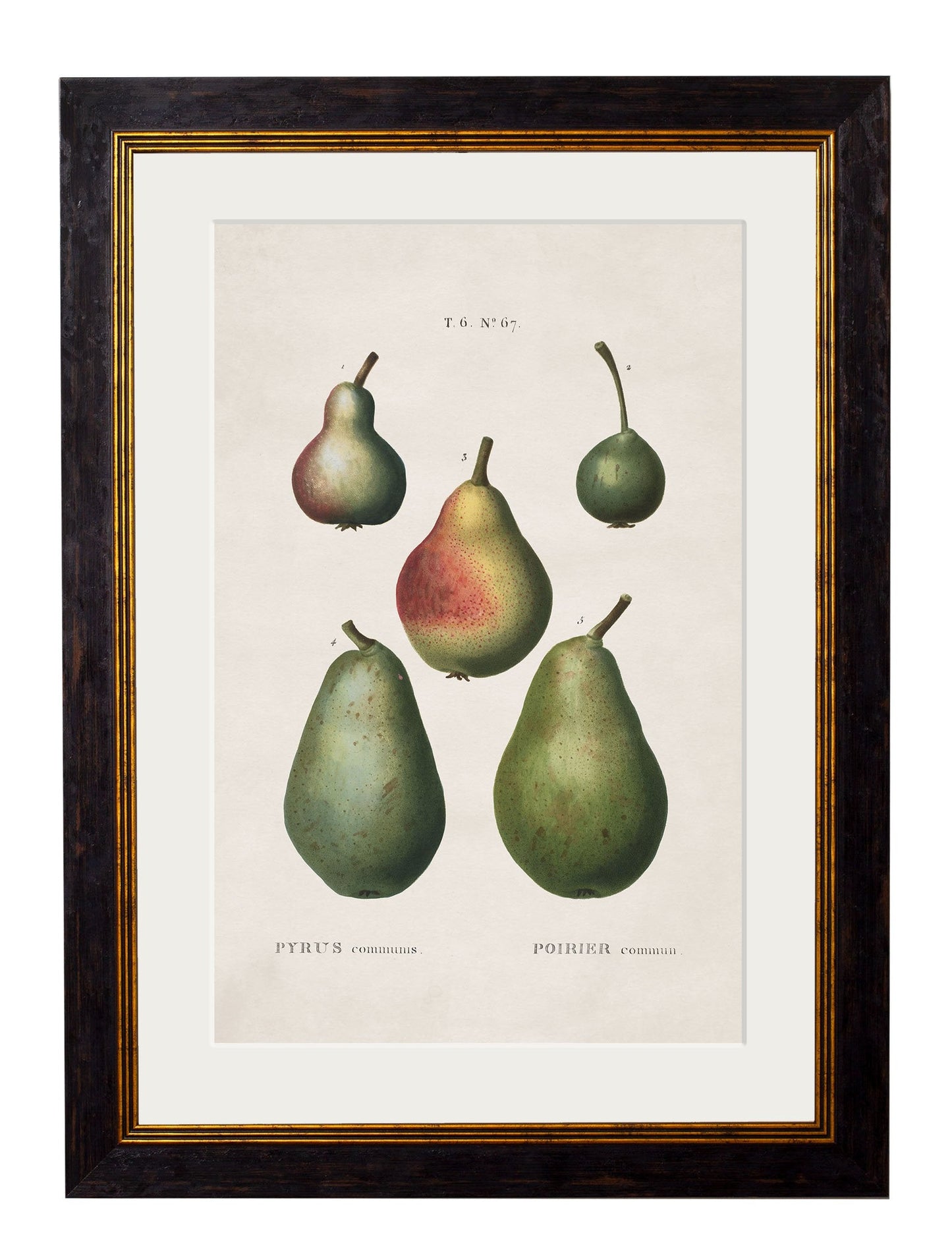 c 1819 european pears no 2 in size 38 x 50cm - glass-fronted framed wall art print with solid wood frame, ideal for modern interiors