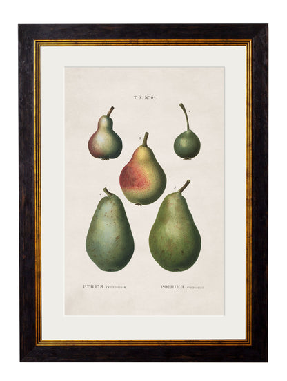 c 1819 european pears no 2 in size 38 x 50cm - glass-fronted framed wall art print with solid wood frame, ideal for modern interiors