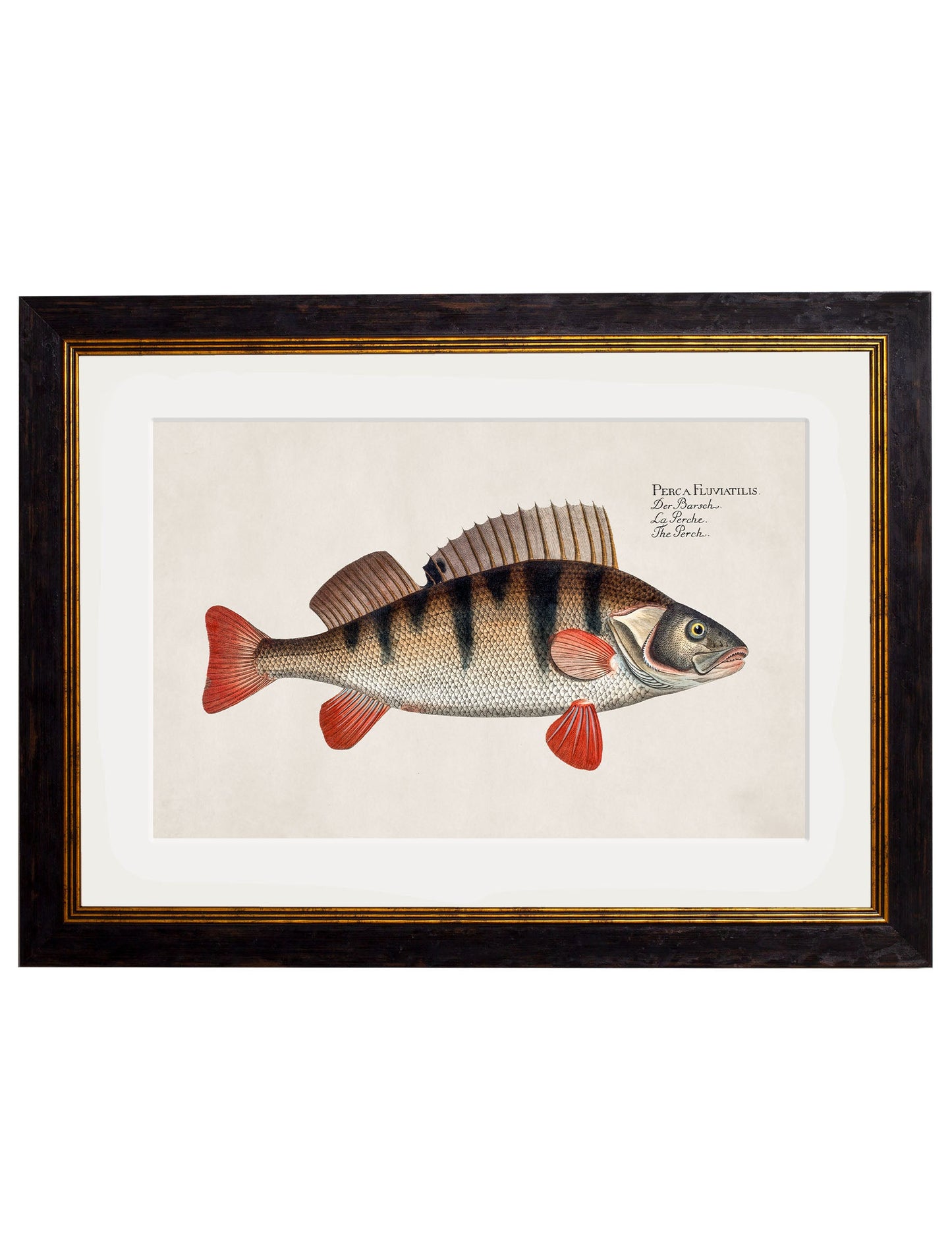 c 1785 silver bream in size 38 x 50cm - glass-fronted framed wall art print with solid wood frame, a beautiful addition to stylish homes