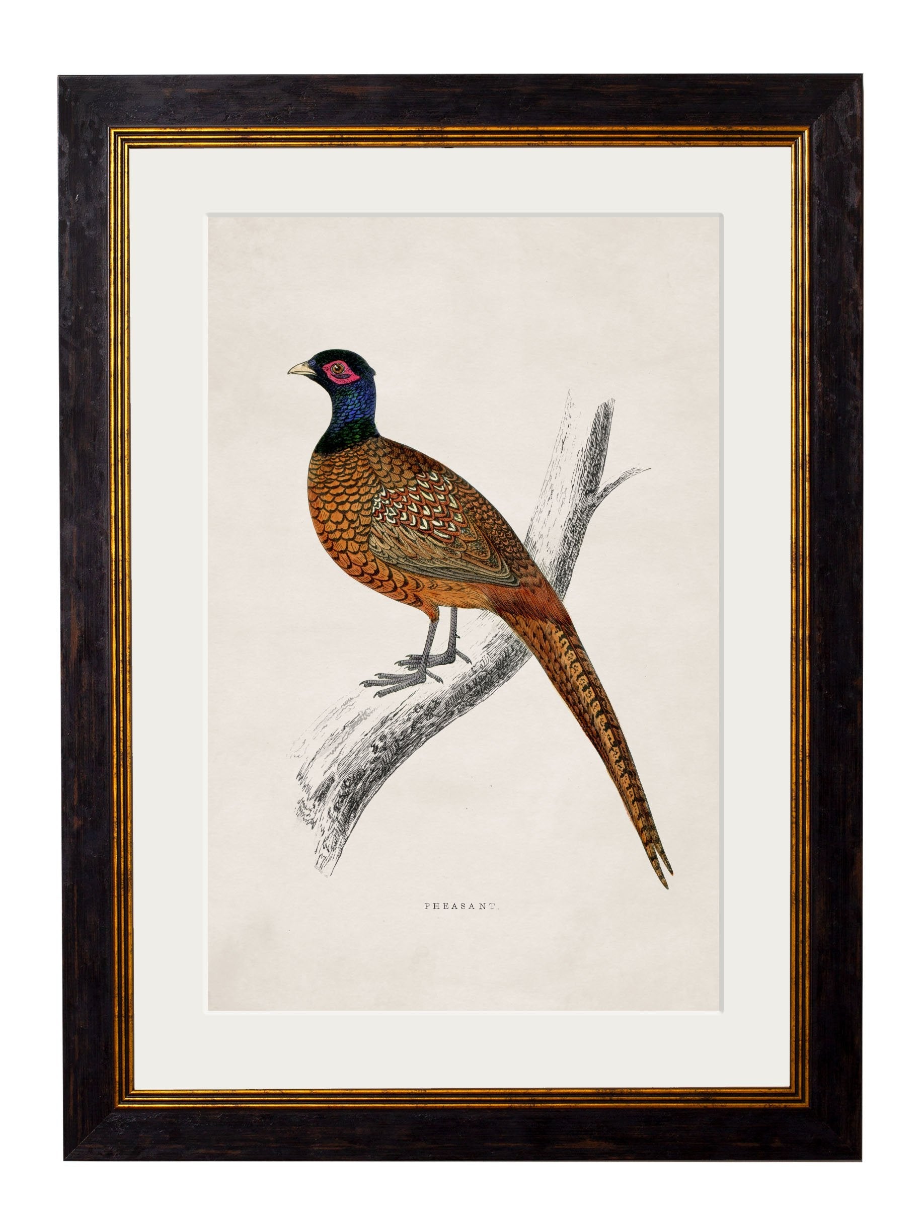 c.1850's Pheasant in size 38 x 50cm - glass-fronted framed wall art print with solid wood frame, ideal for modern interiors