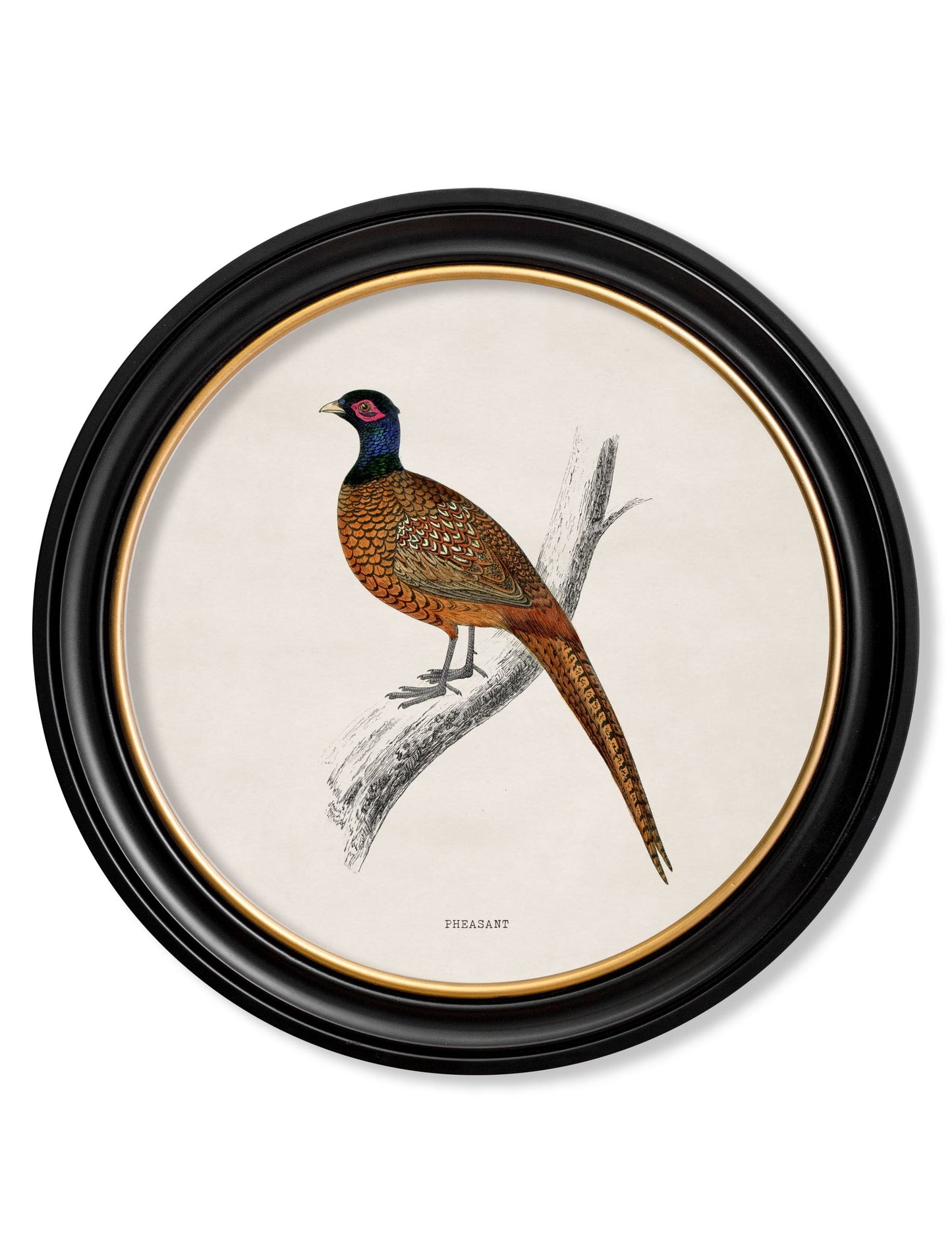 c 1809 pheasant round frame in size 70 x 70cm - glass-fronted framed wall art print with solid wood frame, perfect for statement wall decor
