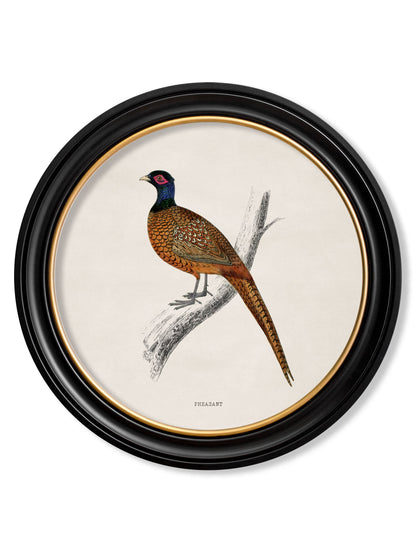 c 1809 pheasant round frame in size 70 x 70cm - glass-fronted framed wall art print with solid wood frame, perfect for statement wall decor