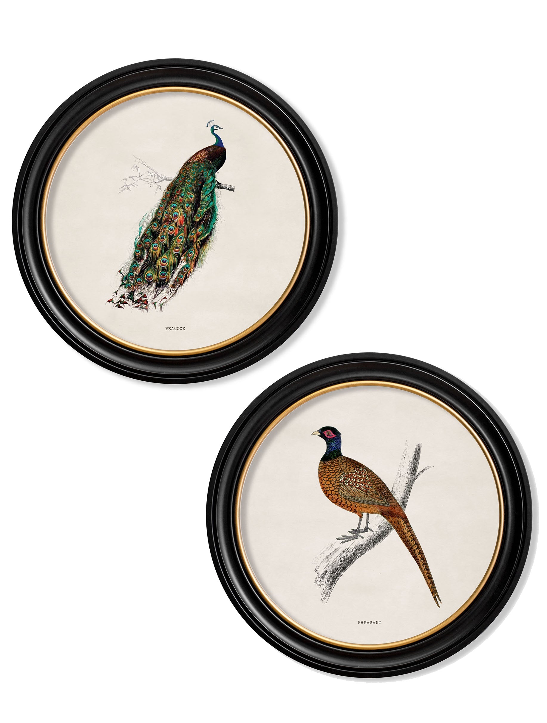 c.1809 British Birds in Round Frames in size 44 x 44 cm - glass-fronted framed wall art print with solid wood frame, perfect for luxury home decor