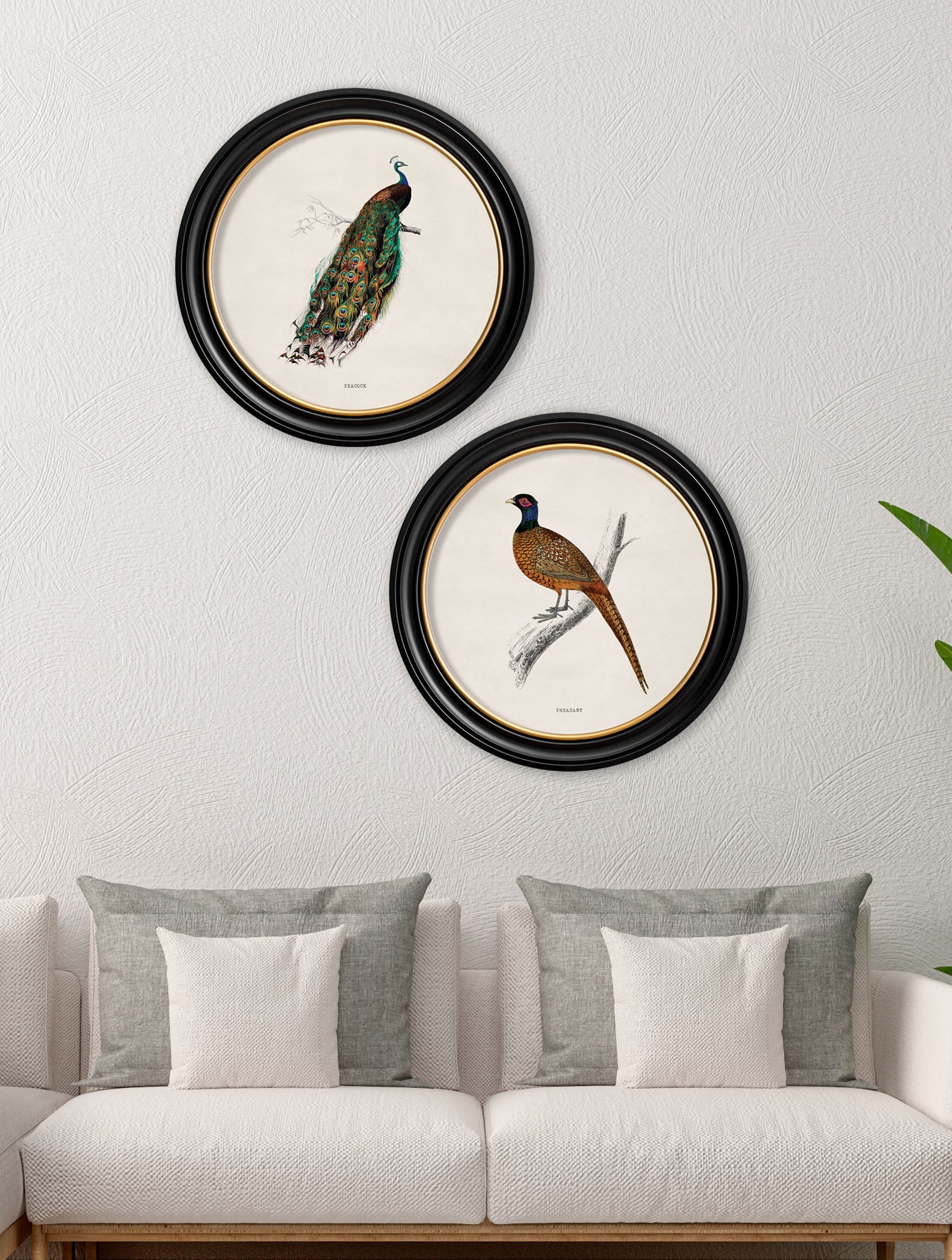c 1809 pheasant round frame in size 44 x 44 cm - glass-fronted framed wall art print with solid wood frame, a beautiful addition to stylish homes