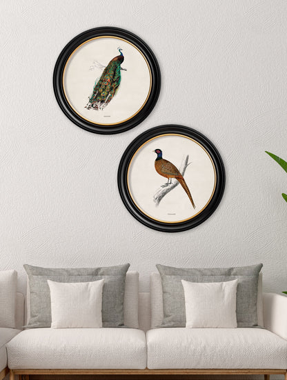 c 1809 pheasant round frame in size 44 x 44 cm - glass-fronted framed wall art print with solid wood frame, a beautiful addition to stylish homes