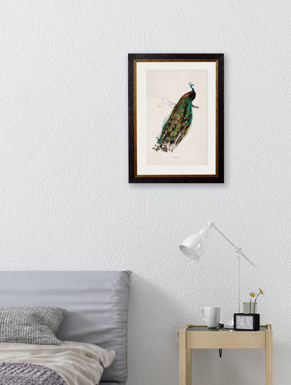c 1847 peacock framed print in size 50 x 70cm - glass-fronted framed wall art print with solid wood frame, designed for high-end interior design