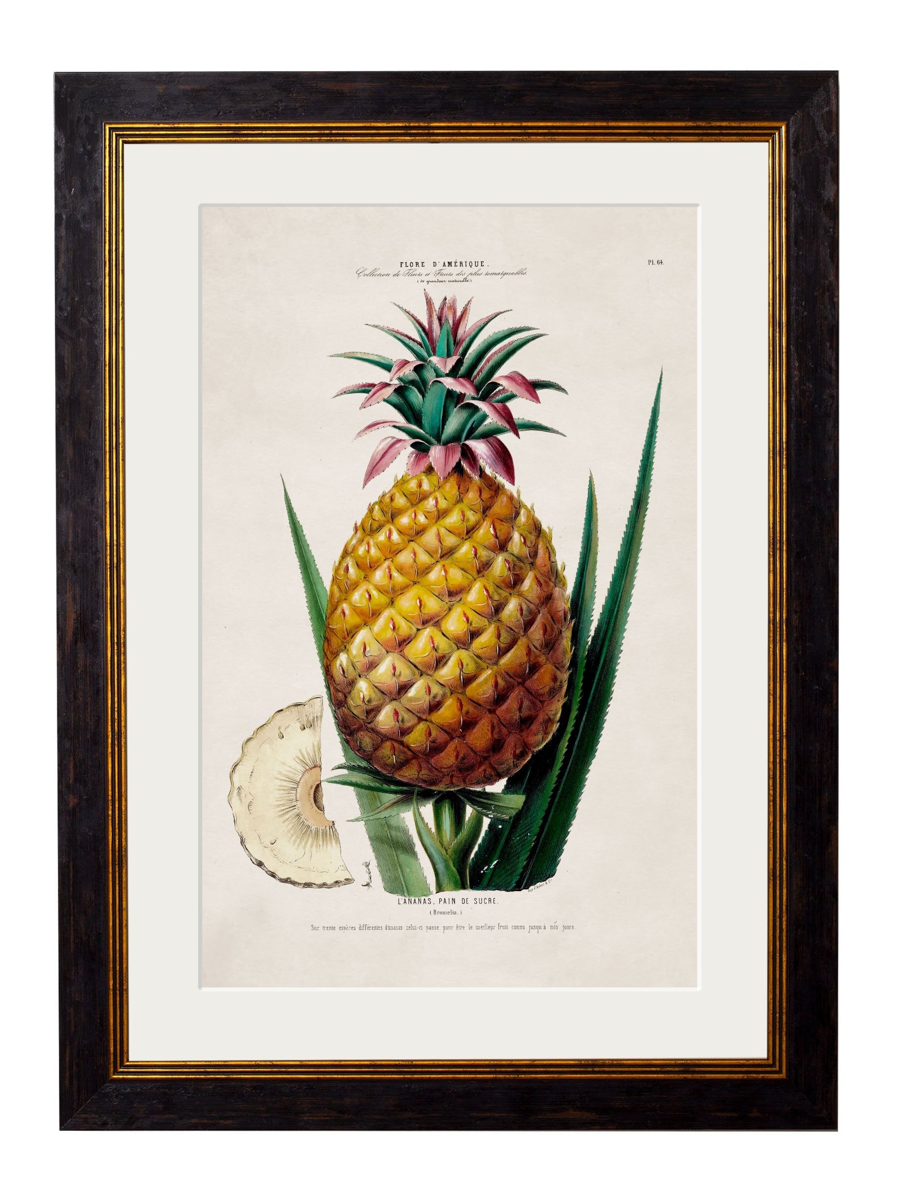 c.1843 Pineapple Plant in size 38 x 50cm - glass-fronted framed wall art print with solid wood frame, ideal for modern interiors