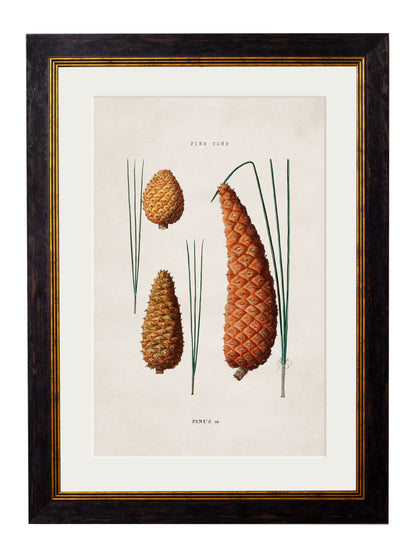 c 1819 oak leaf in size 50 x 70cm - glass-fronted framed wall art print with solid wood frame, ideal for modern interiors