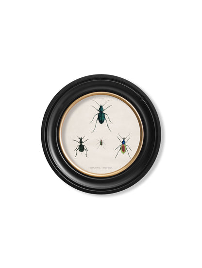 c 1836 beetle plate 1 round frame in size 44 x 44cm - glass-fronted framed wall art print with solid wood frame, ideal for modern interiors