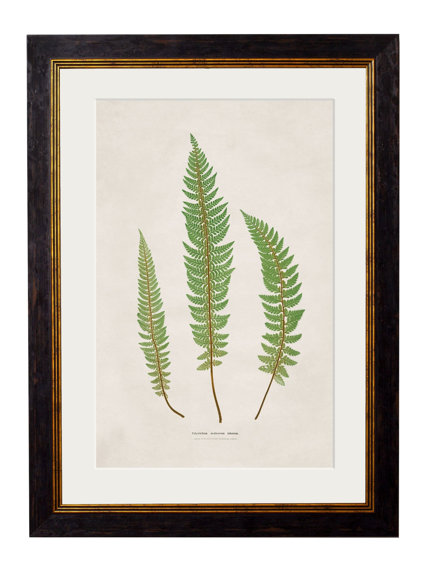 c 1831 australian fern framed print in size 38 x 50cm - glass-fronted framed wall art print with solid wood frame, perfect for luxury home decor