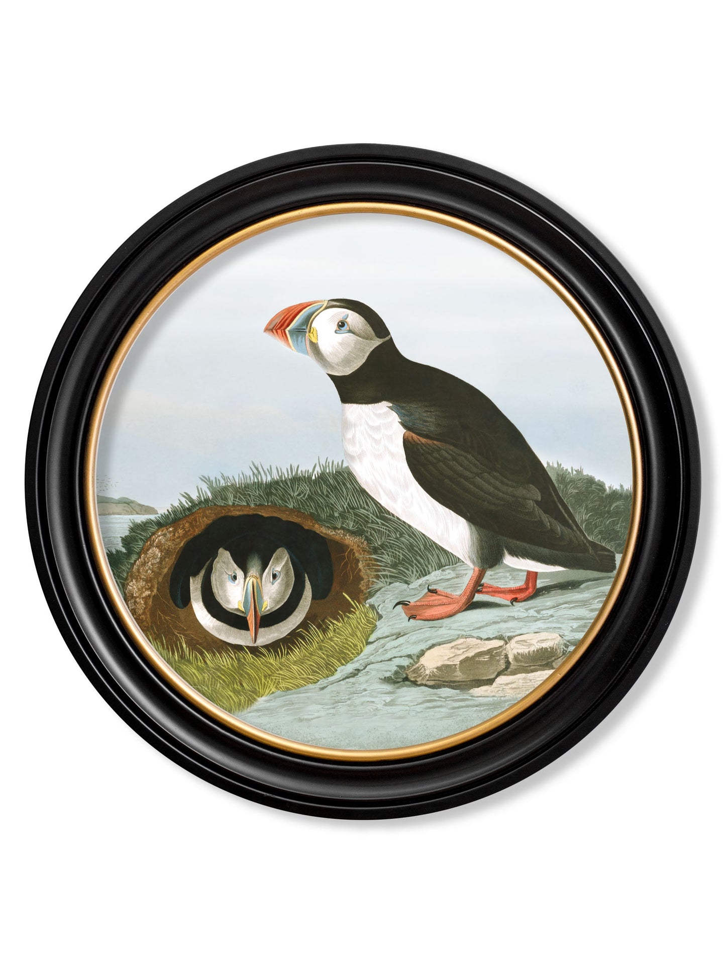 c 1838 audubons puffin round frame in size 44 x 44 cm - glass-fronted framed wall art print with solid wood frame, designed for high-end interior design
