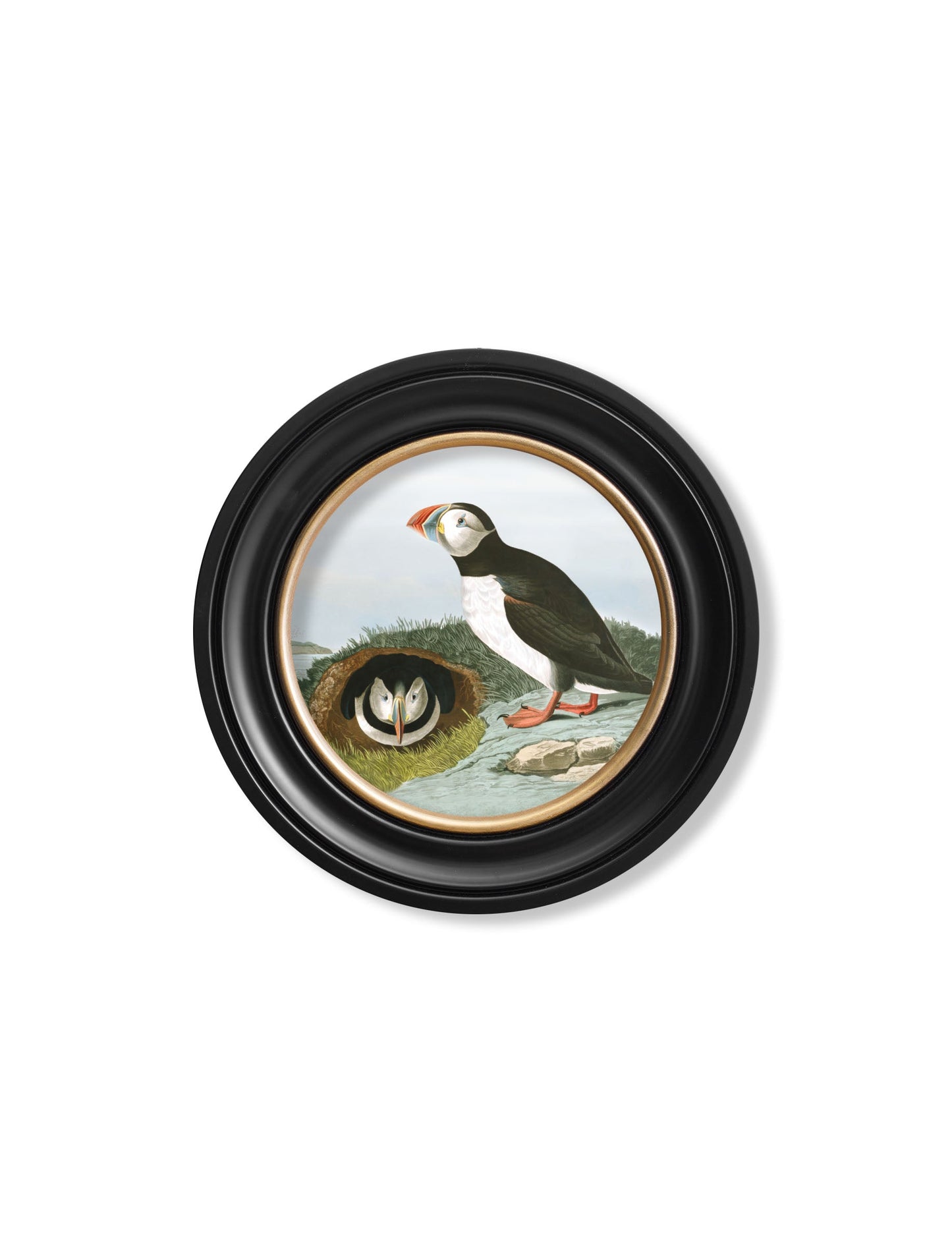 c 1838 audubons puffin round frame in size 70 x 70cm - glass-fronted framed wall art print with solid wood frame, designed for high-end interior design