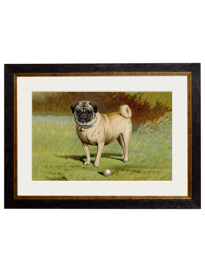 c 1881 dogs in size 38 x 50cm - glass-fronted framed wall art print with solid wood frame, perfect for luxury home decor