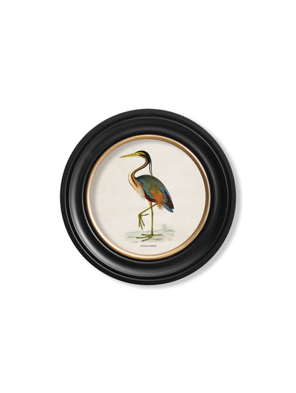 c 1870 wading birds in round frames in size 70 x 70cm - glass-fronted framed wall art print with solid wood frame, luxury wall art for sophisticated spaces