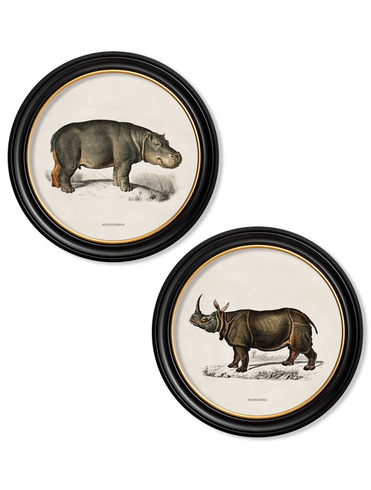c.1846 Rhino & Hippo - Round Frames in size 44 x 44cm - glass-fronted framed wall art print with solid wood frame, a beautiful addition to stylish homes