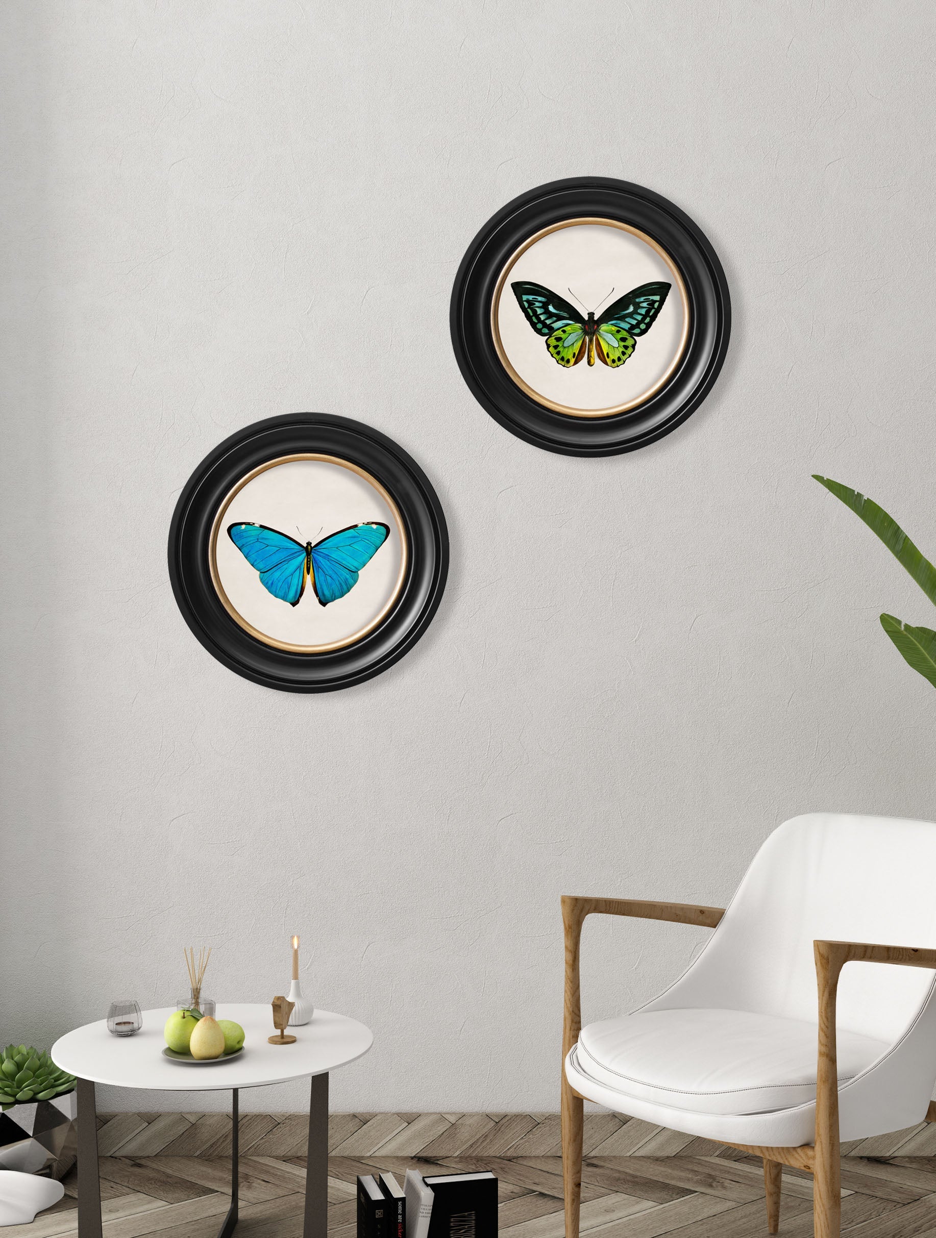 c 1836 birdwing butterfly round frame in size 44 x 44cm - glass-fronted framed wall art print with solid wood frame, luxury wall art for sophisticated spaces