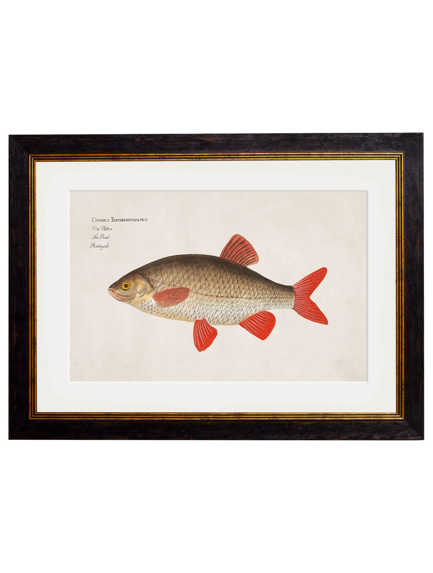 c 1785 silver bream in size 38 x 50cm - glass-fronted framed wall art print with solid wood frame, a beautiful addition to stylish homes