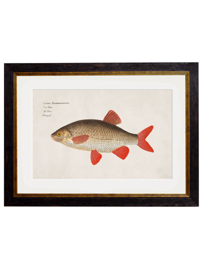 c 1785 silver bream in size 38 x 50cm - glass-fronted framed wall art print with solid wood frame, a beautiful addition to stylish homes