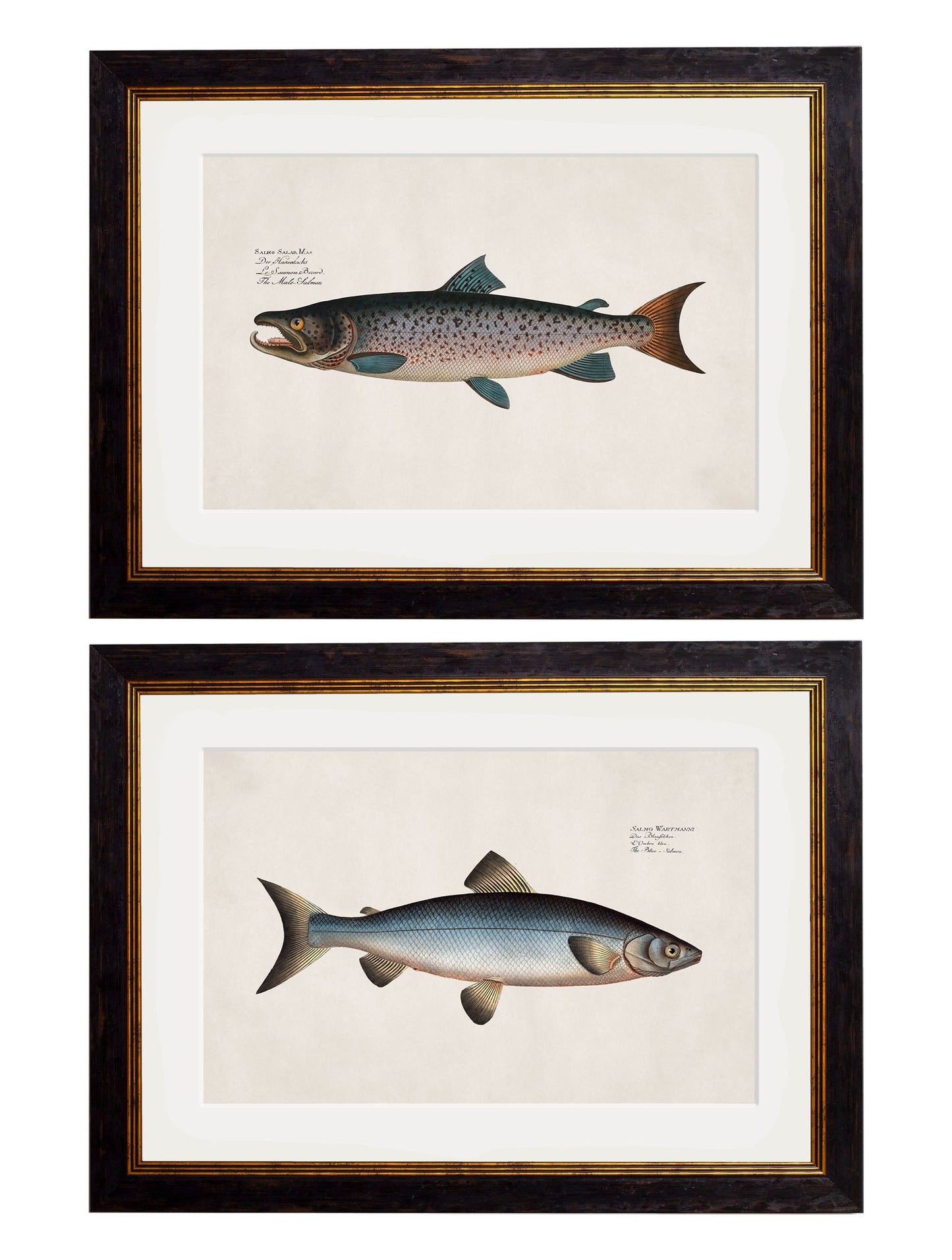 c.1785 Studies of Salmon in size 38 x 50cm - glass-fronted framed wall art print with solid wood frame, adds elegance to your decor