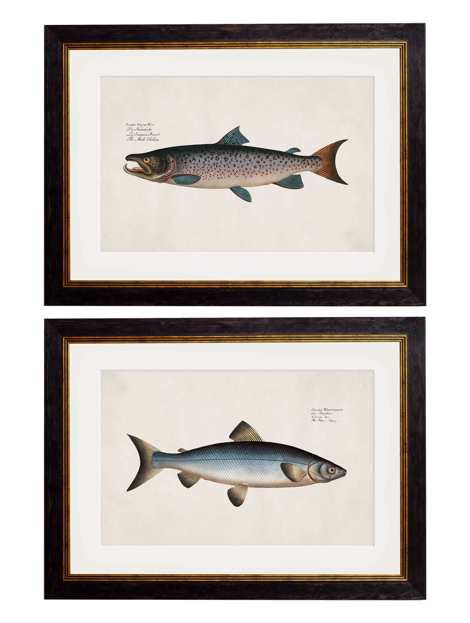 c.1785 Studies of Salmon in size 38 x 50cm - glass-fronted framed wall art print with solid wood frame, adds elegance to your decor
