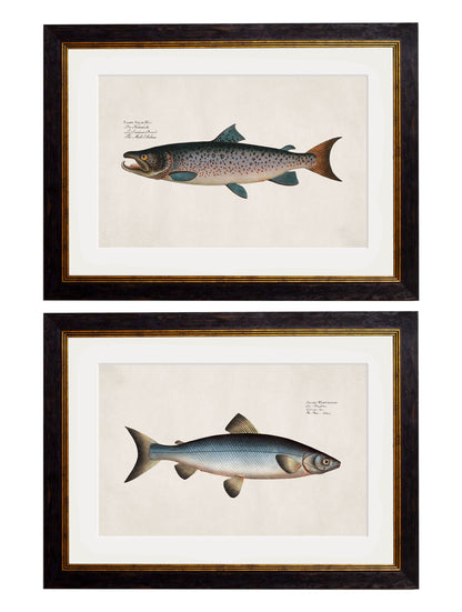 c.1785 Studies of Salmon in size 38 x 50cm - glass-fronted framed wall art print with solid wood frame, adds elegance to your decor