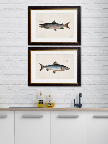 c 1785 blue salmon in size 38 x 50cm - glass-fronted framed wall art print with solid wood frame, a beautiful addition to stylish homes