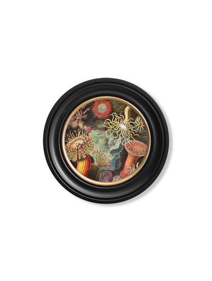 c 1904 haeckel flora and fauna round frames in size 44 x 44 cm - glass-fronted framed wall art print with solid wood frame, ideal for contemporary home styling