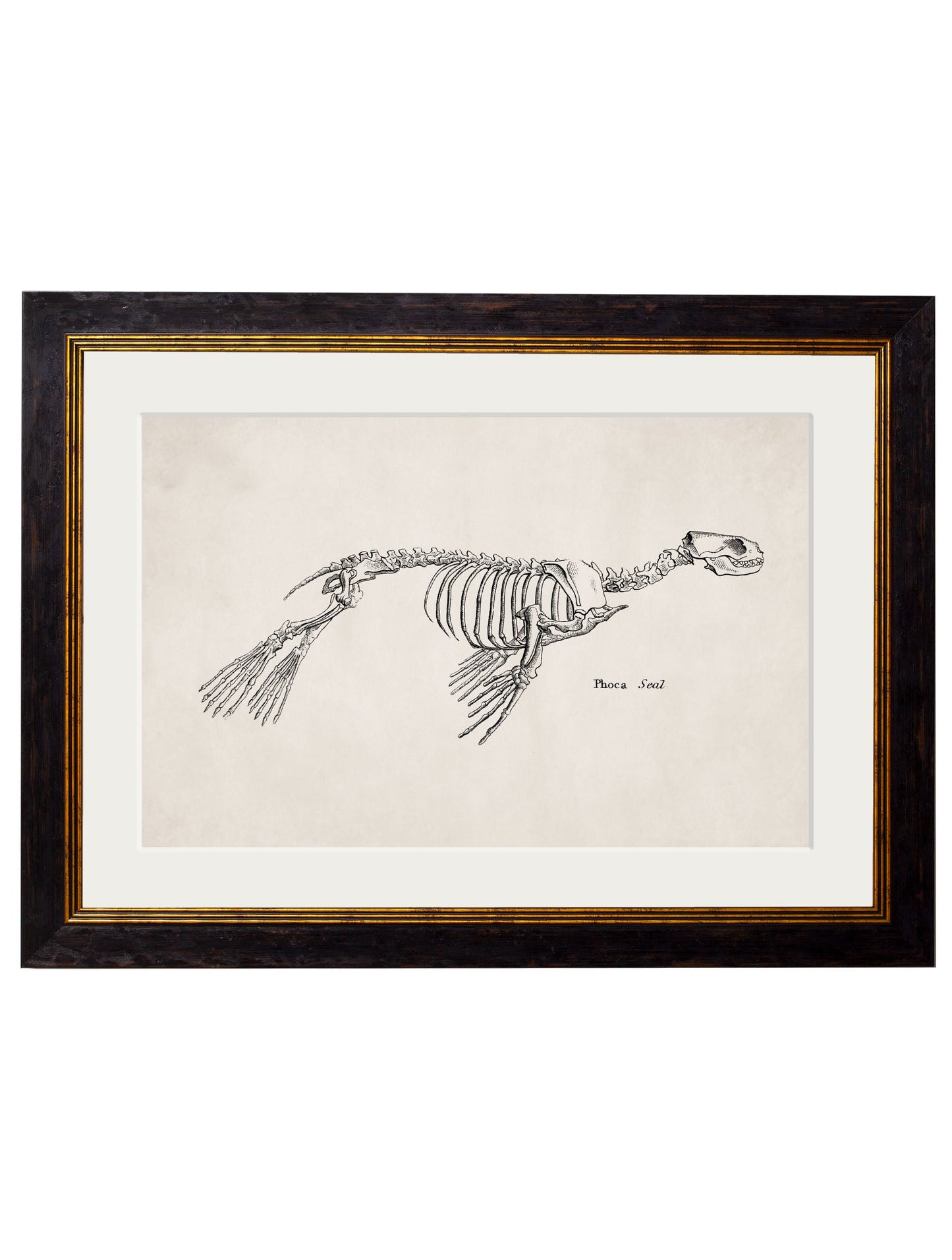 c 1870 whale skeletons print in size 38 x 50cm - glass-fronted framed wall art print with solid wood frame, a beautiful addition to stylish homes