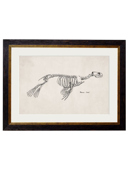 c 1870 whale skeletons print in size 38 x 50cm - glass-fronted framed wall art print with solid wood frame, a beautiful addition to stylish homes