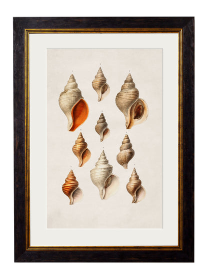 c 1848 conch shells in size 38 x 50cm - glass-fronted framed wall art print with solid wood frame, ideal for modern interiors