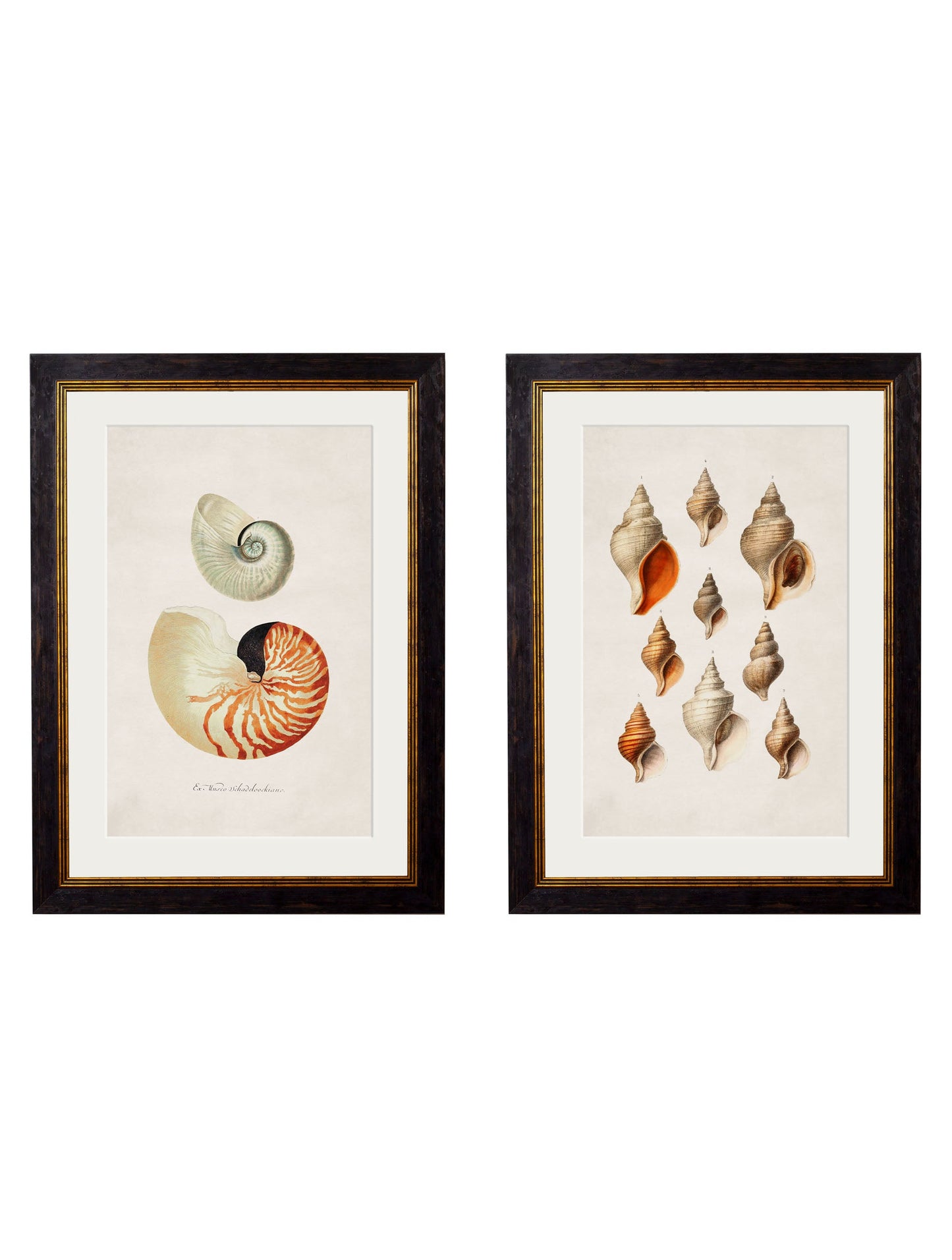 c.1848 Studies of Shells in size 38 x 50cm - glass-fronted framed wall art print with solid wood frame, adds elegance to your decor