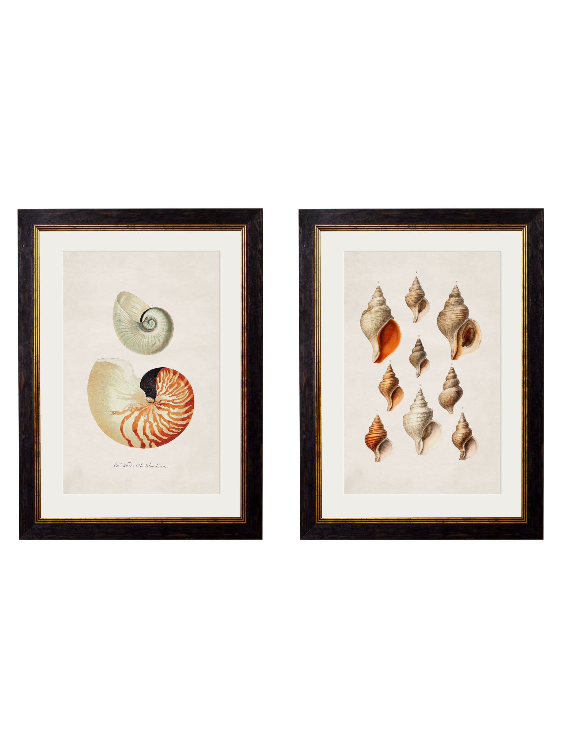 c.1848 Studies of Shells in size 38 x 50cm - glass-fronted framed wall art print with solid wood frame, adds elegance to your decor
