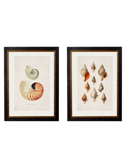 c.1848 Studies of Shells in size 38 x 50cm - glass-fronted framed wall art print with solid wood frame, adds elegance to your decor