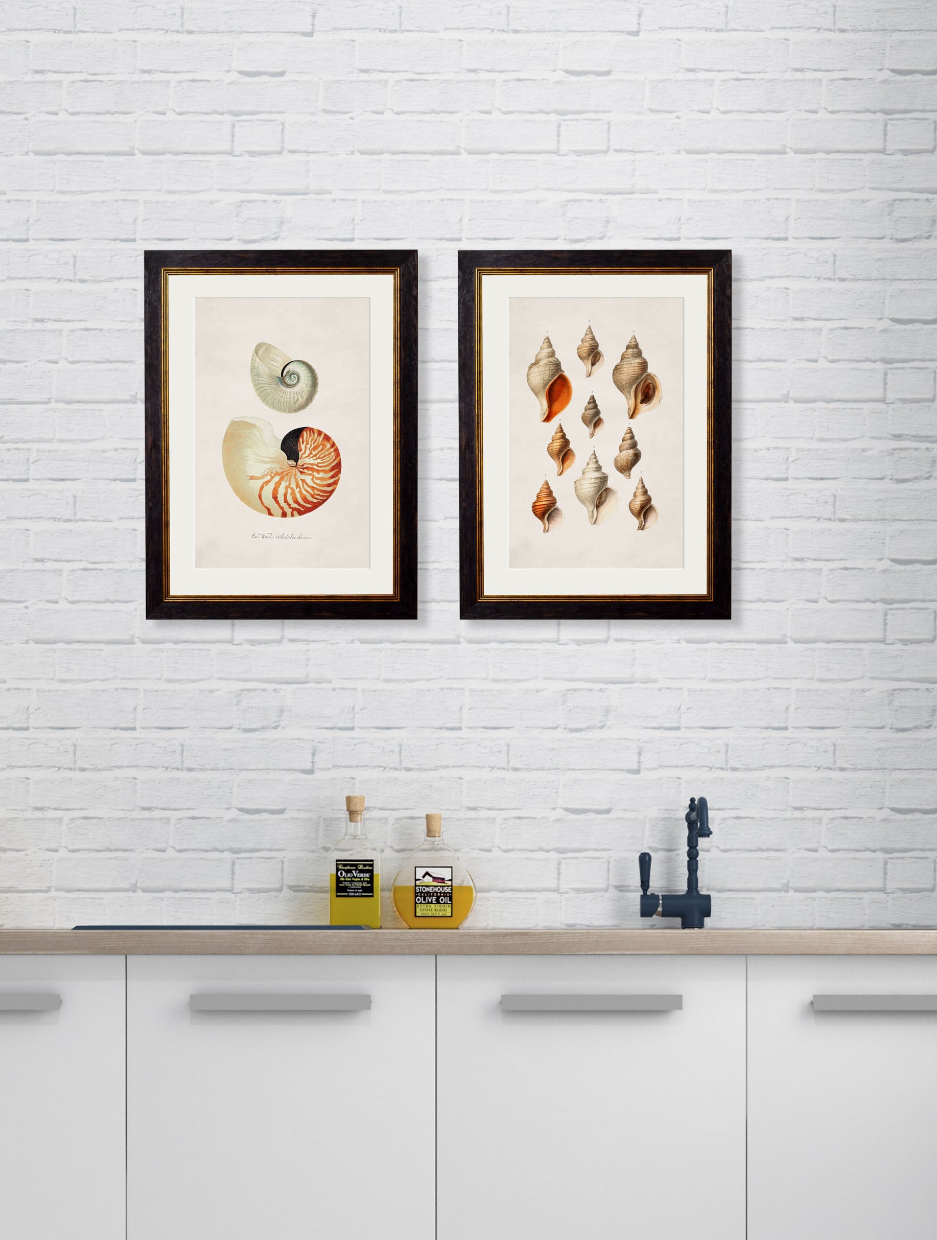 c 1848 conch shells in size 38 x 50cm - glass-fronted framed wall art print with solid wood frame, perfect for luxury home decor
