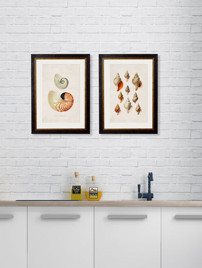 c 1848 conch shells in size 38 x 50cm - glass-fronted framed wall art print with solid wood frame, perfect for luxury home decor