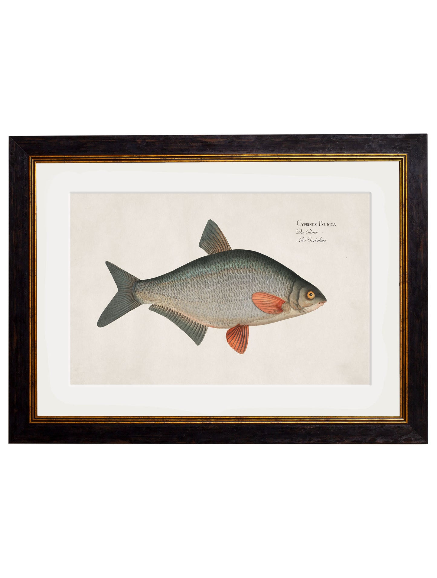 c 1785 silver bream in size 38 x 50cm - glass-fronted framed wall art print with solid wood frame, ideal for contemporary home styling