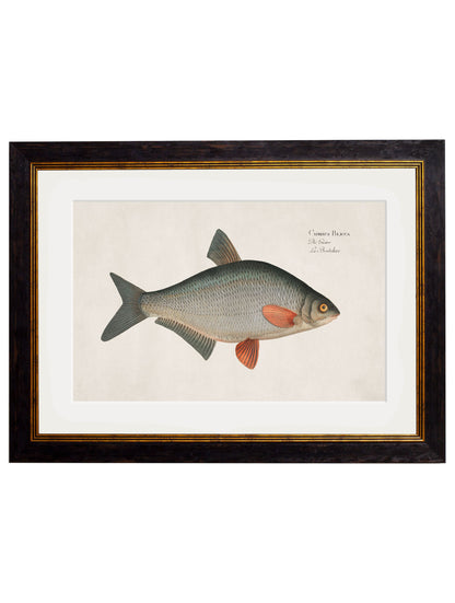 c 1785 silver bream in size 38 x 50cm - glass-fronted framed wall art print with solid wood frame, ideal for contemporary home styling