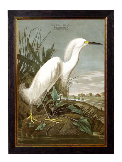 c 1838 audubons herons in size 38 x 50cm - glass-fronted framed wall art print with solid wood frame, ideal for modern interiors