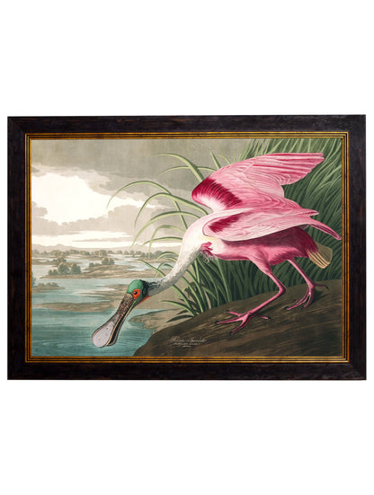 c 1838 audubons birds of america in size 38 x 50cm - glass-fronted framed wall art print with solid wood frame, ideal for contemporary home styling