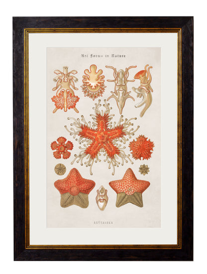 c 1904 haeckel art forms in size 50 x 70cm - glass-fronted framed wall art print with solid wood frame, perfect for luxury home decor