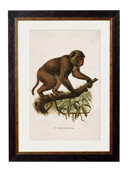 c 1910 collection of primates in size 38 x 50cm - glass-fronted framed wall art print with solid wood frame, perfect for luxury home decor