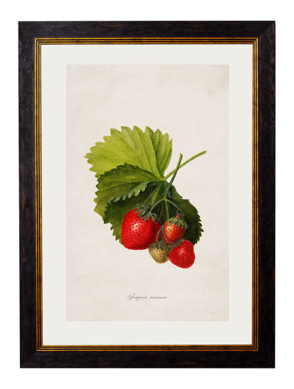 c 1886 study of blackberries in size 38 x 50cm - glass-fronted framed wall art print with solid wood frame, ideal for contemporary home styling