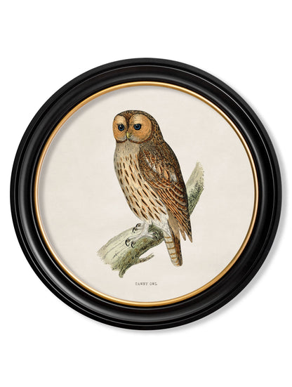 c 1870 british owls in round frames in size 44 x 44cm - glass-fronted framed wall art print with solid wood frame, ideal for modern interiors