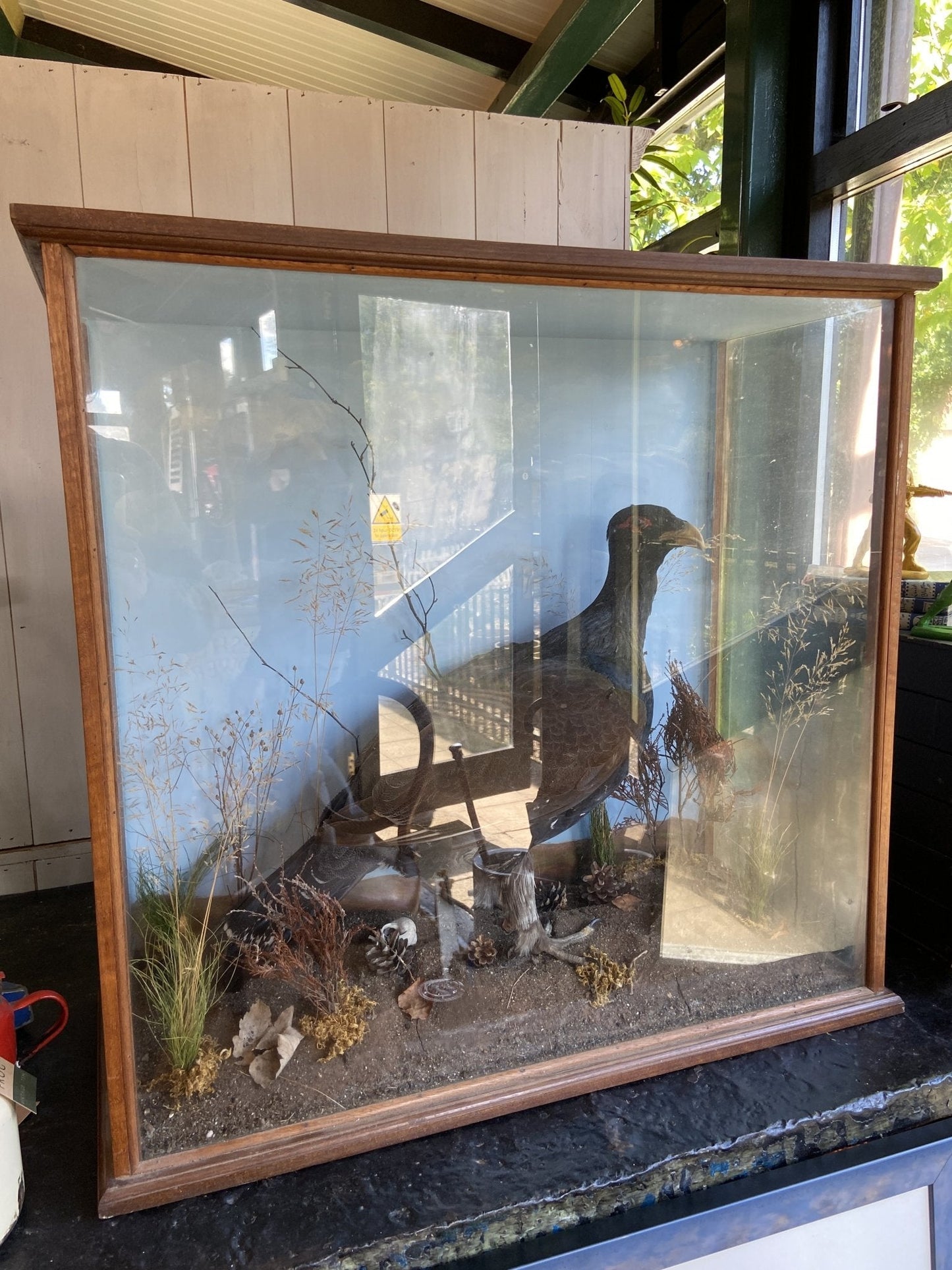 Taxidermy- Victorian Cased BuzzardThe Furniture Recycling Shop