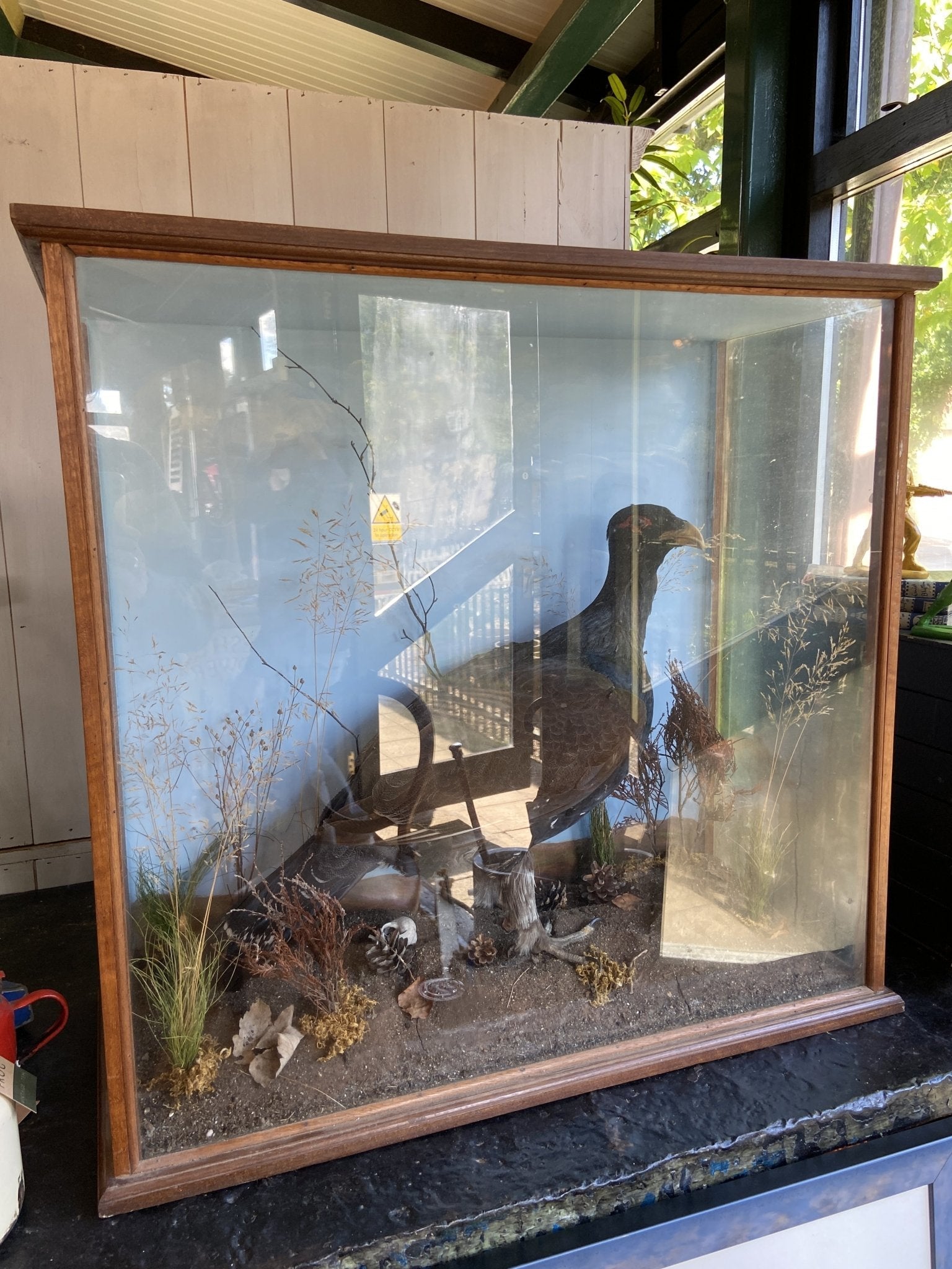 Taxidermy- Victorian Cased BuzzardThe Furniture Recycling Shop