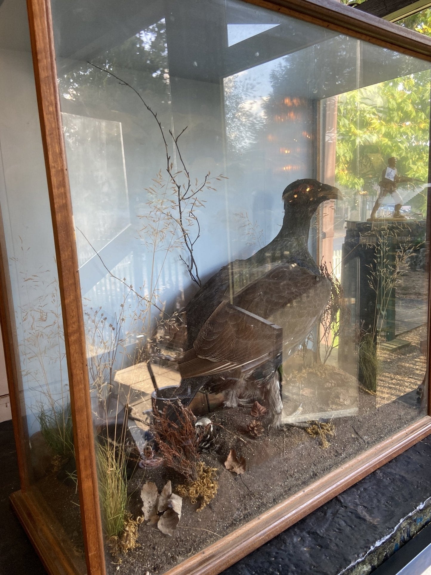 Taxidermy- Victorian Cased BuzzardThe Furniture Recycling Shop