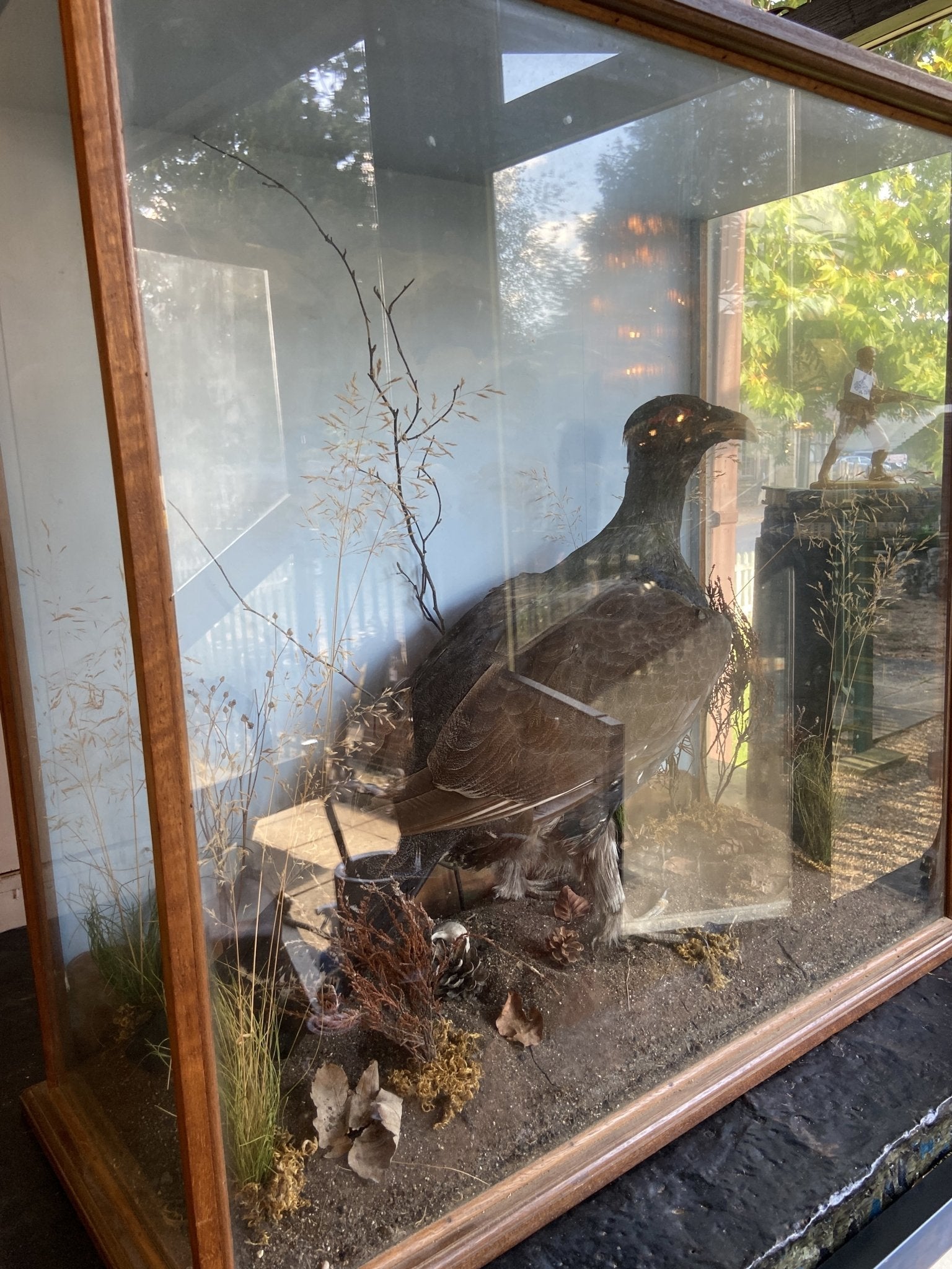 Taxidermy- Victorian Cased BuzzardThe Furniture Recycling Shop