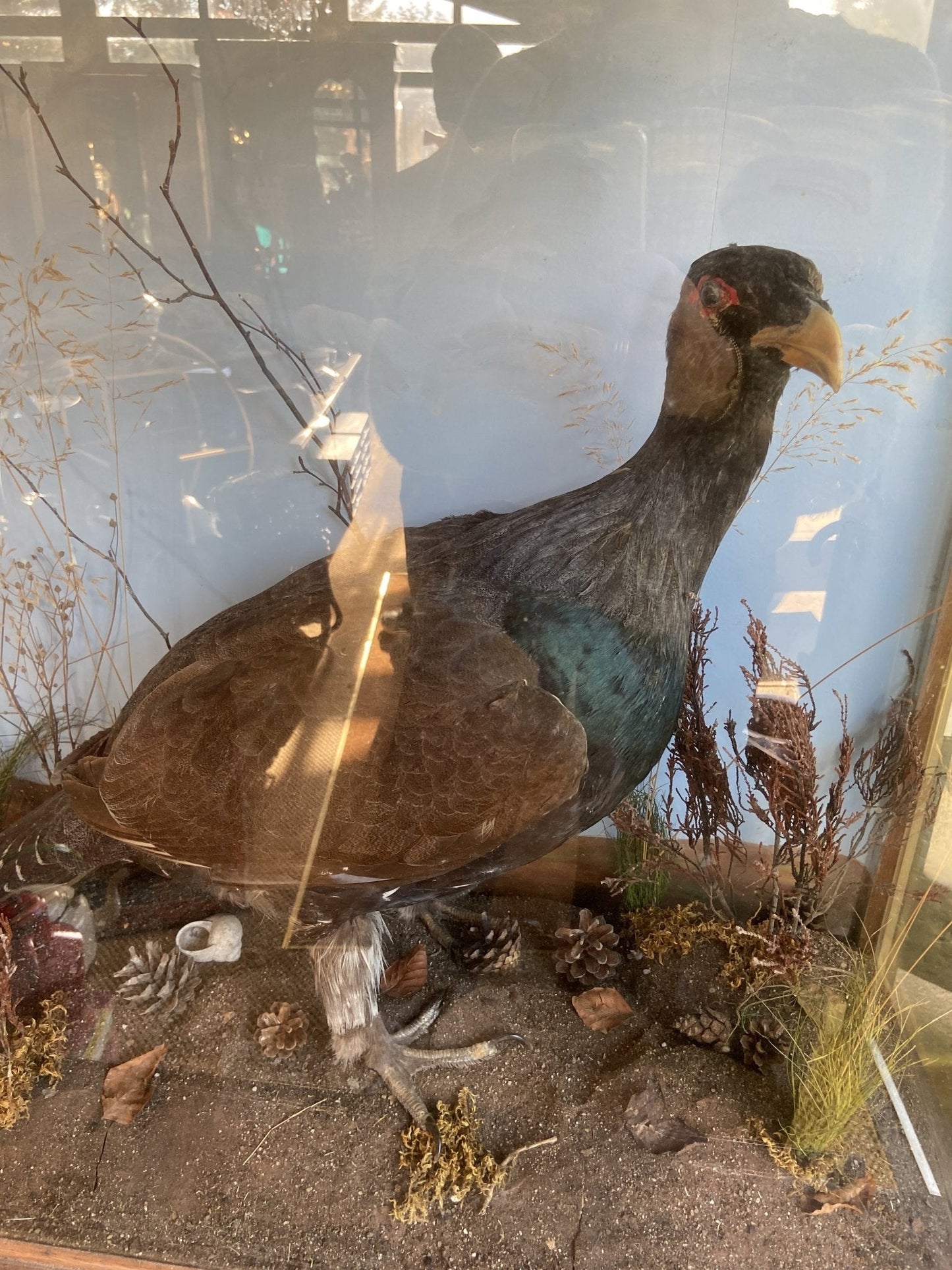 Taxidermy- Victorian Cased BuzzardThe Furniture Recycling Shop